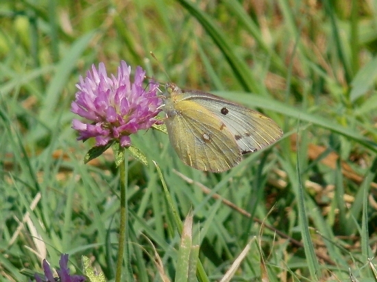 Colias hyale?